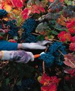 napa limousine wine tour.